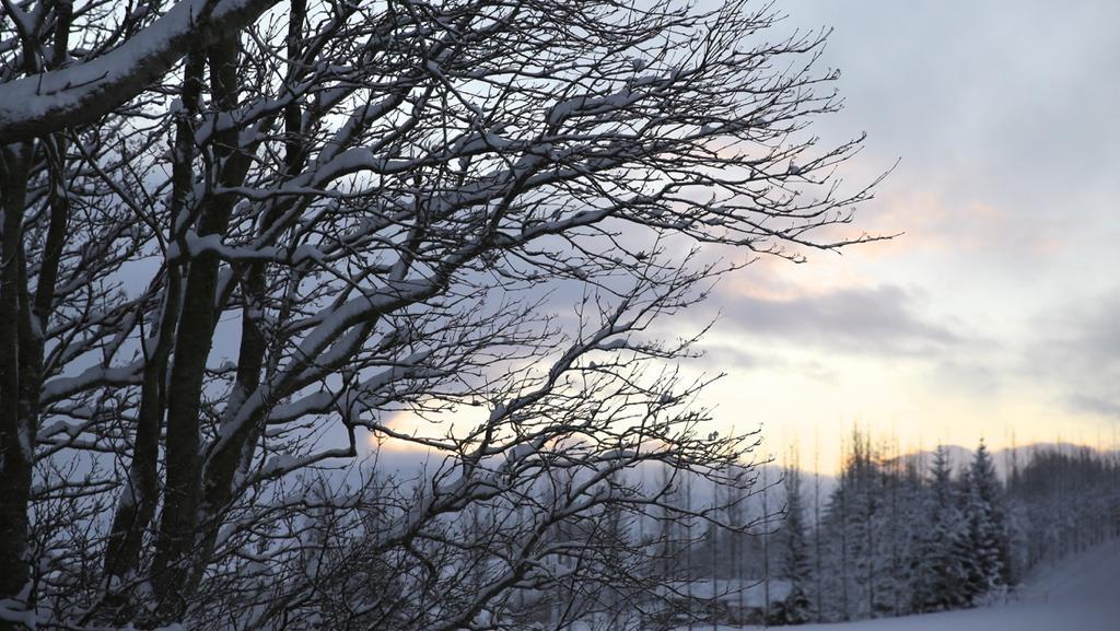Sel Guesthouse Skálholt Exteriör bild